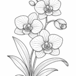 Orchid flower coloring pages free printable