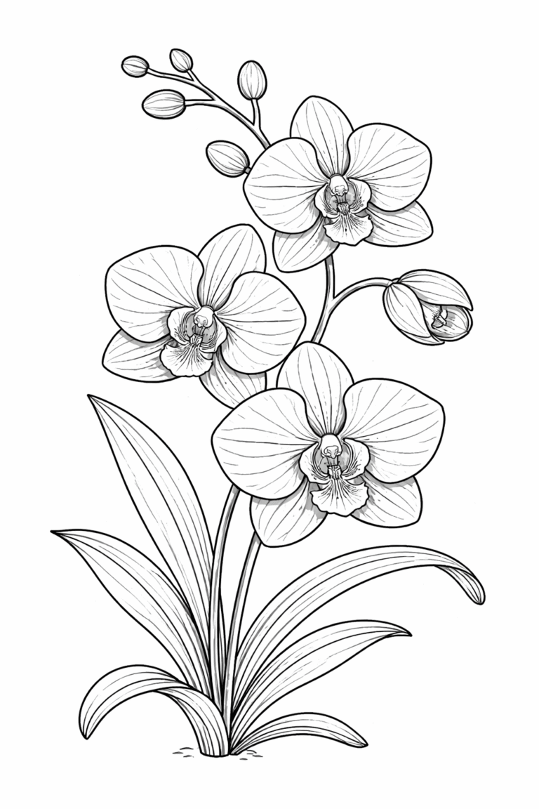Orchid flower coloring pages free printable