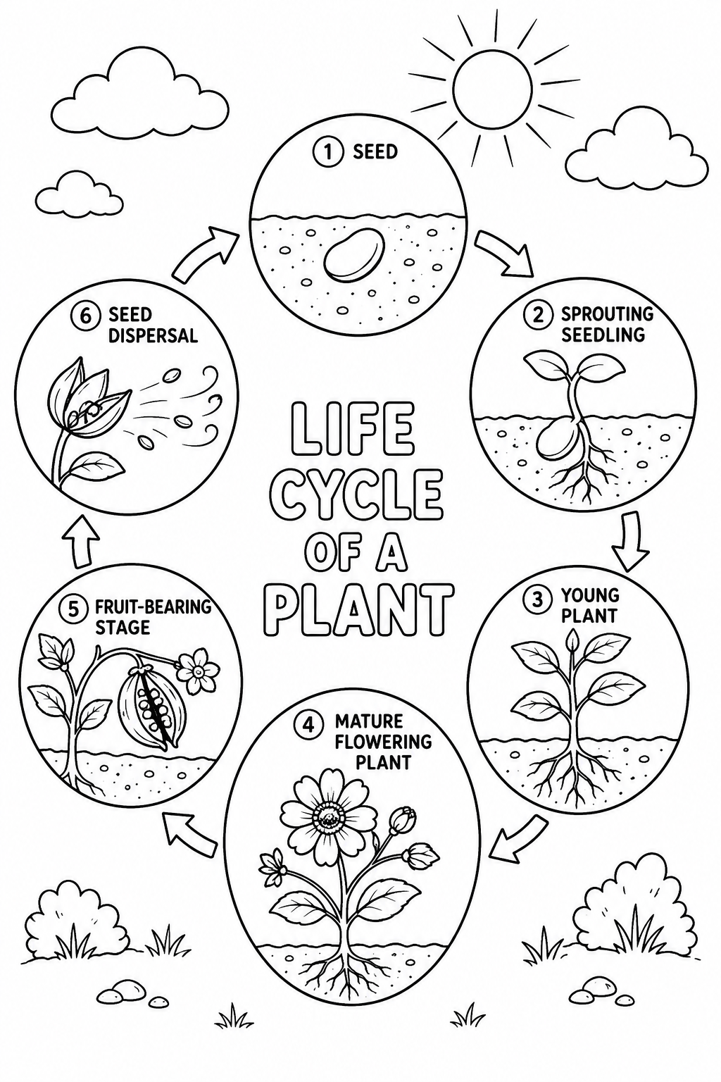 5 Life cycle of plant coloring pages