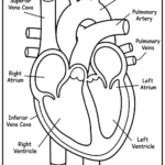 5 Human Heart Coloring Pages Free Printable